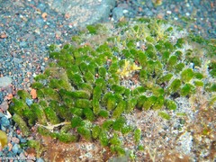 Dasycladus vermicularis