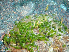 Dasycladus vermicularis