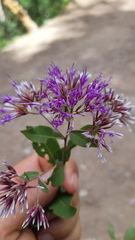 Eremosis barbinervis