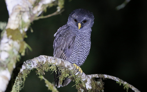 Black-banded Owl (Strix huhula), photo 8