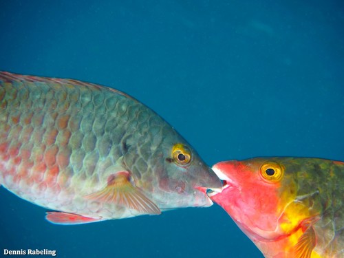 European Parrotfish
