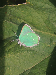 Callophrys viridis