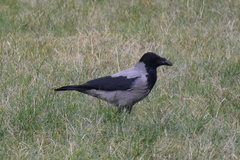 Corvus cornix
