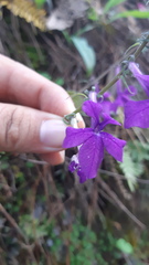 Lobelia sinaloae