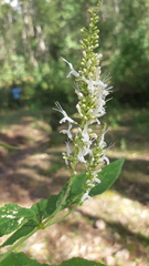 Salvia trichostephana