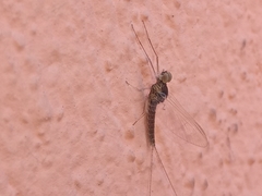 Callibaetis