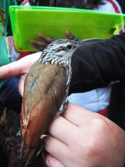 Lepidocolaptes leucogaster