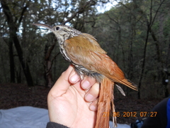 Lepidocolaptes leucogaster