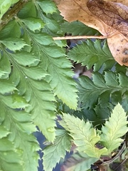 Polystichum aculeatum