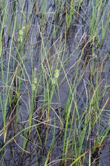 Carex rotundata