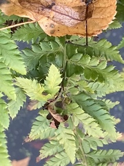 Polystichum aculeatum