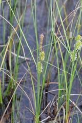 Carex rotundata