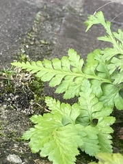 Asplenium adiantum-nigrum
