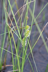 Carex rotundata