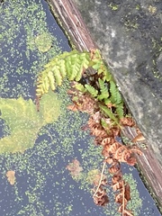 Dryopteris filix-mas