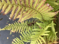 Dryopteris filix-mas