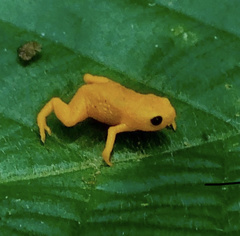 Brachycephalus rotenbergae