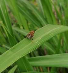 Palpada mexicana