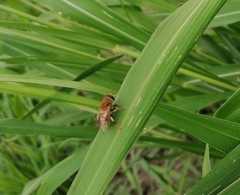 Palpada mexicana