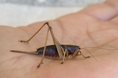 Antaxius florezi