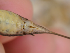 Antaxius florezi