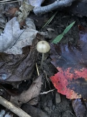 Entoloma olivaceomarginatum