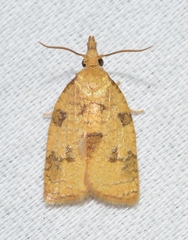Cenopis saracana