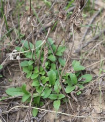 Veronica spicata