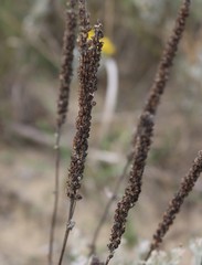 Veronica spicata