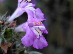 Galeopsis ladanum
