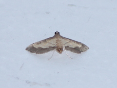 Marasmia