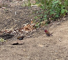 Hypargos niveoguttatus