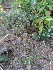 Galeopsis ladanum