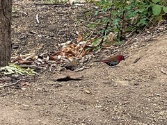 Hypargos niveoguttatus