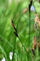 Carex schmidtii