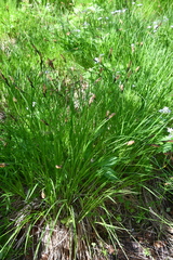 Carex schmidtii