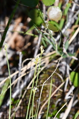 Carex tenuiflora