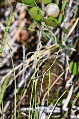 Carex tenuiflora
