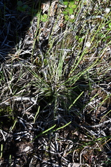 Carex tenuiflora