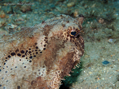 Ogcocephalus cubifrons