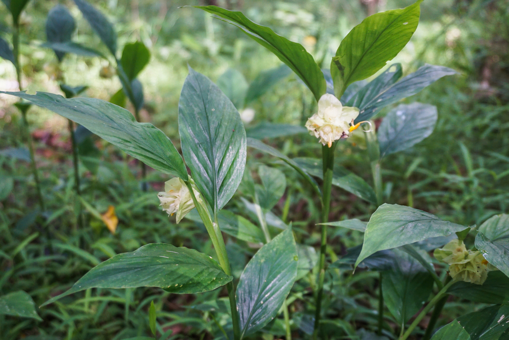 Globba candida