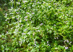 Praxelis clematidea