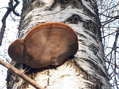 Phellinus nigricans