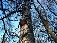 Phellinus nigricans