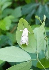Linosta centralis