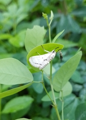Linosta centralis