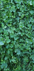 Trifolium repens
