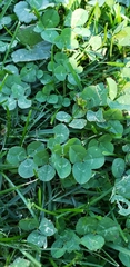 Trifolium repens