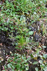 Carex williamsii