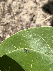 Condylostylus pruinosus